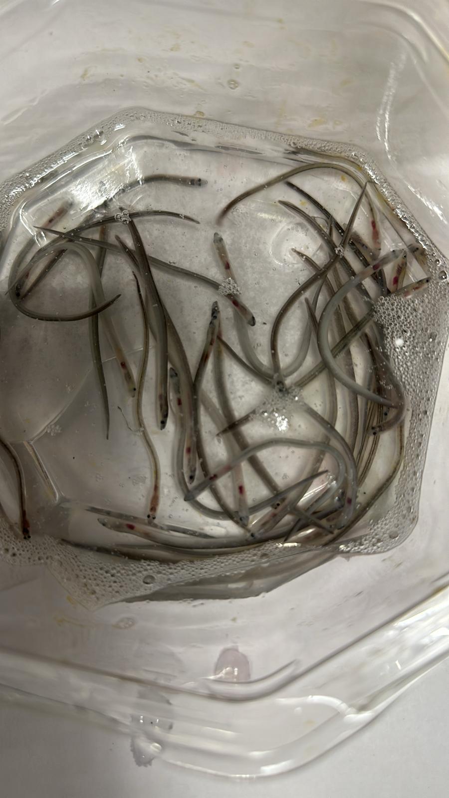 渔护署检取濒危欧洲鳗鲡鱼苗