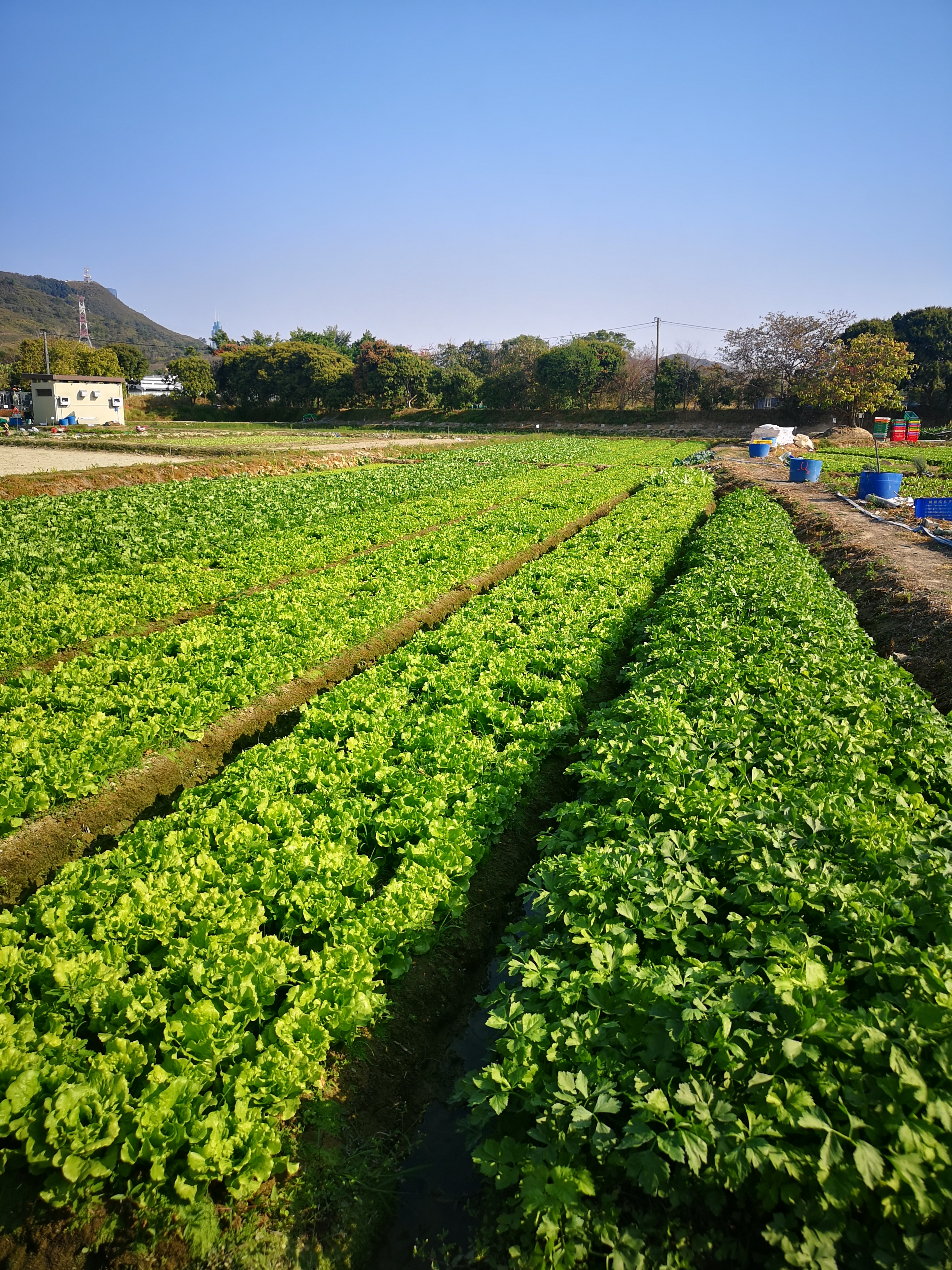 塱原自然生態公園開幕禮今日舉行（九）