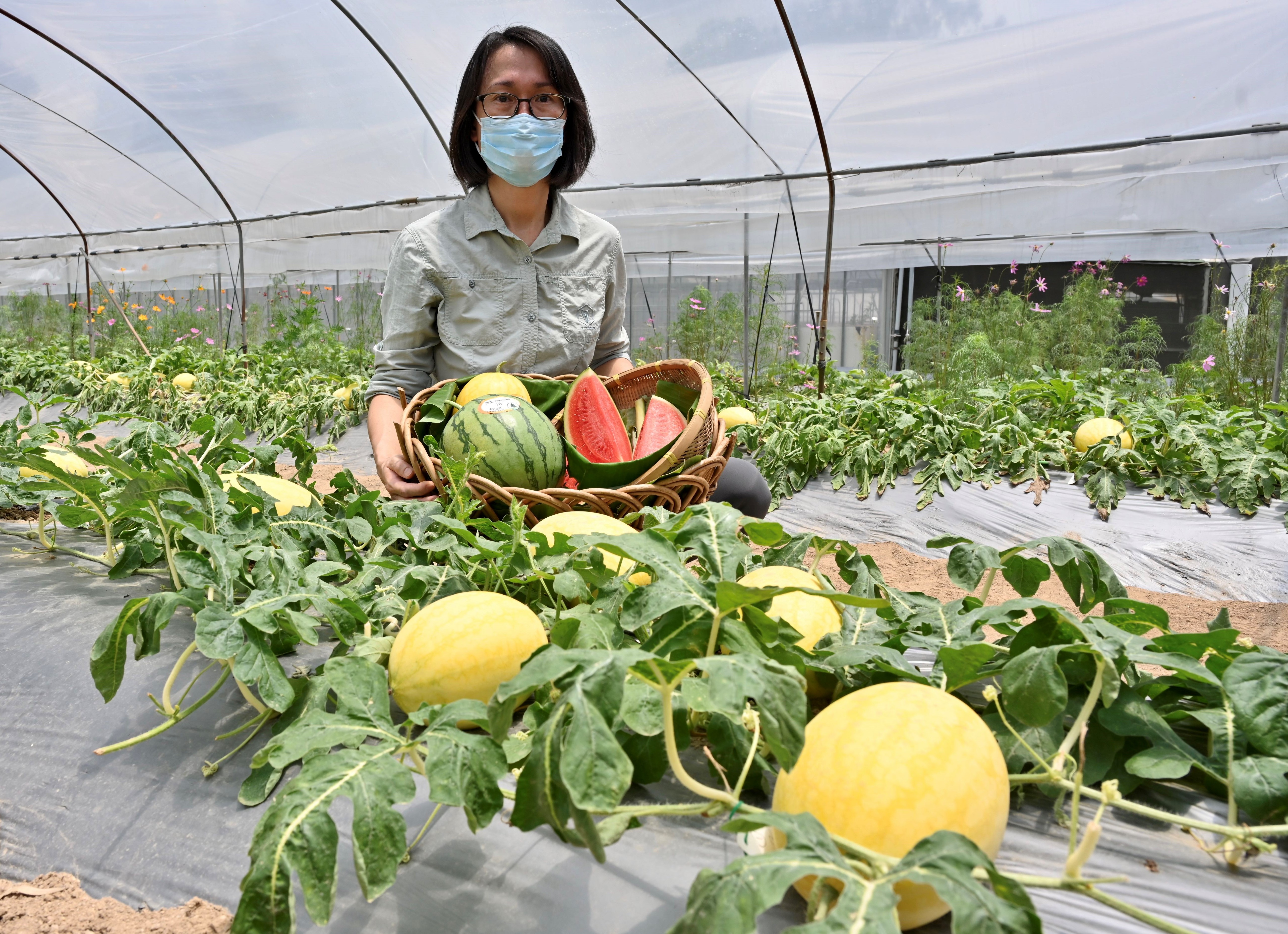 渔农自然护理署（渔护署）今日（六月二十九日）就本地有机西瓜节推介三个特色品种。图示渔护署农业主任（园艺）王敏维介绍由该署推广以有机环保的方法种植的特色西瓜品种。