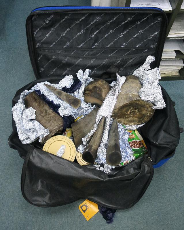 A traveller who smuggled rhino horns was convicted for violating the Protection of Endangered Species of Animals and Plants Ordinance, and was sentenced to 24 months’ imprisonment today (August 3). Photo shows rhino horns found by Customs officers in the baggage.