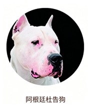 阿根廷杜告狗