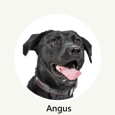 Angus Profile