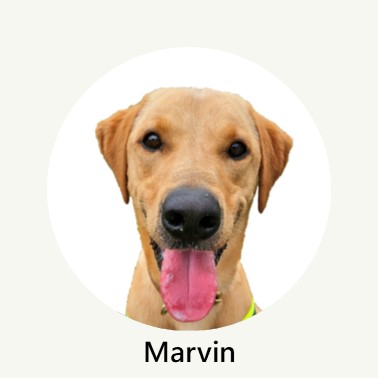 Marvin Profile