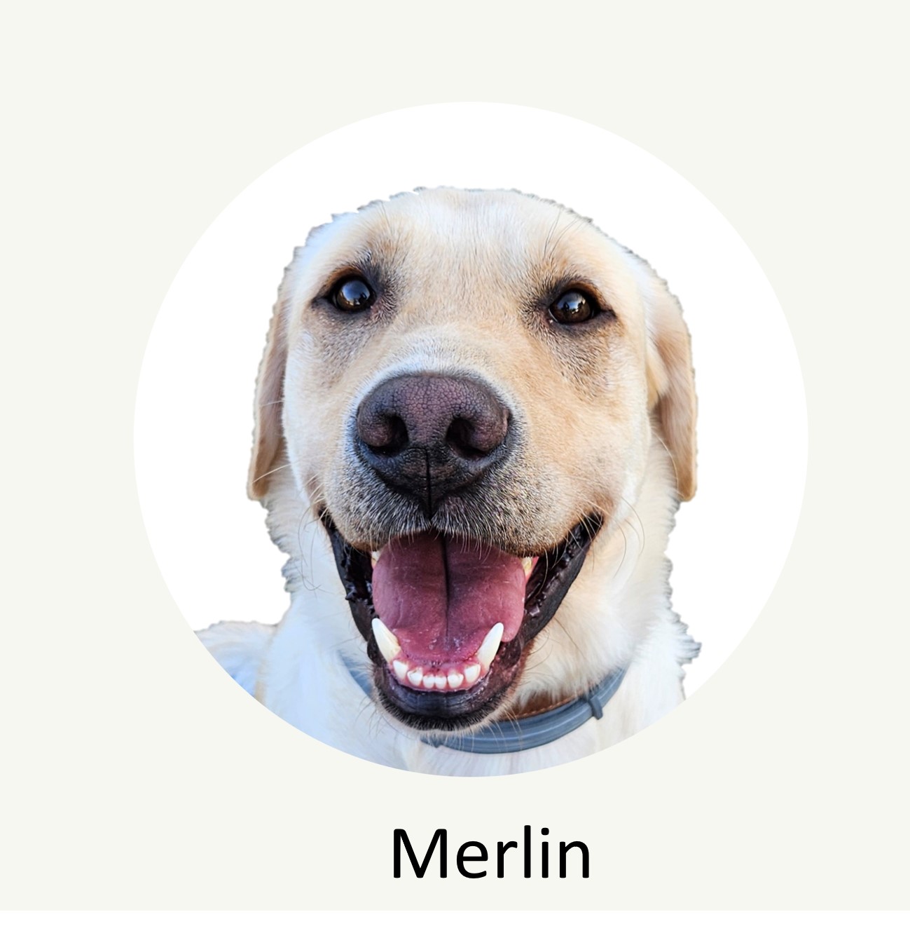 merlin